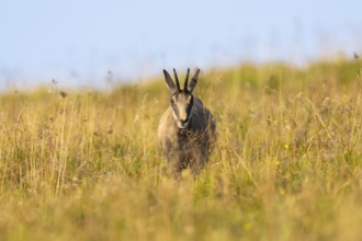 Chamois (Rupicapra rupicapra) on a meadow in the Vosges Mountains, wildlife, France