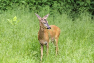 A female roe deer (Capreolus capreolus) stands in a green meadow. Bavaria, Germany