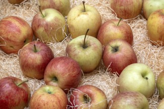 Swiss apples