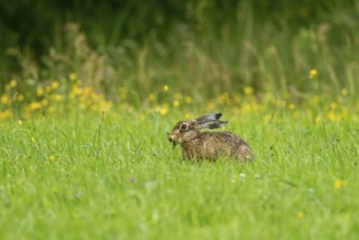 European hare (Lepus europaeus), Vulkaneifel, Rhineland-Palatinate, Germany