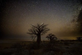 Silhouette of a baobab tree with a starry sky, African baobab (Adansonia digitata), night shot,