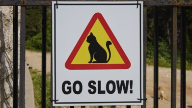Traffic sign with cat and message 'Go Slow!' in a frame, Kalithea, cat station, Rhodes, Dodecanese,