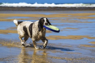Dog on Contis beach, Saint Julien en Born, Saint-Julien-en-Born, Landes, France