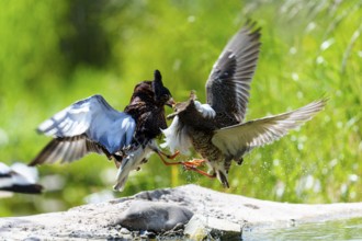 Two fighting birds in the air, with feathers and water droplets in a green environment, ruff
