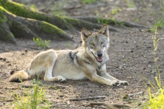 Eurasian wolf (Canis lupus lupus) in a forest, Hesse, Germany