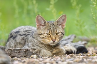 European wildcat (Felis silvestris silvestris) lying on the ground, Hesse, Germany