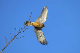 Kestrel (Falco tinnunculus), male, Weer, Tyrol, Austria