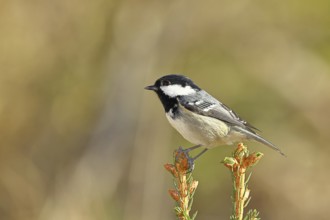 Fir tit (Parus ater), sitting on the top of a young spruce, European spruce (Picea abies),