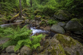 Stream, Parc Régional Naturel Corse, Corsica, France