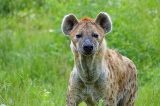 Animal portrait, spotted hyena (Crocuta crocuta), attentive, captive, distribution sub-Saharan
