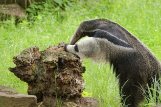 Giant anteater (Myrmecophaga tridactyla), adult, captive, searching for ants, occurrence Forests,