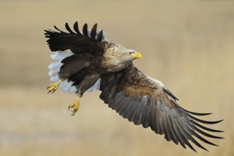 Powerful... European white-tailed eagle (Haliaeetus albicilla), largest native bird of prey,