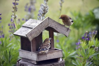 Hawfinch (Coccothraustes coccothraustes) Chicks at the birdhouse