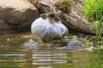Bird standing in water, surrounded by natural environment, ruff (Calidris pugnax, Syn.: Philomachus