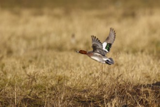 Eurasian Wigeon (Mareca penelope) male flying, Netherlands