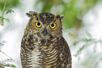 Great Horned Owl Bubo virginianus Tucson, Arizona, United States 10 August Adult Strigidae