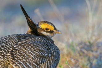 Lesser Prairie-Chicken Tympanuchus pallidicinctus Milnesand, New Mexico, USA 11 May Adult male