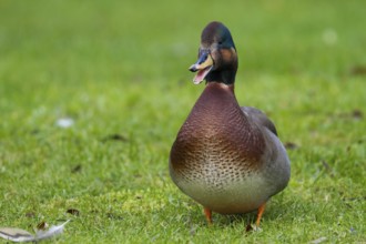 Hybrid: Gadwall x Mallard (Mareca strepera x Anas platyrhynchos) Bavaria, Germany