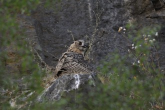 Eurasian Eagle-Owl (Bubo bubo) juvenile perched on a stone, North Rhine-Westphalia, Germany