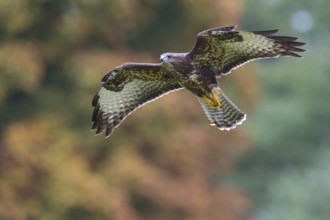 Common Buzzard (Buteo buteo) flying, Lower Saxony, Germany