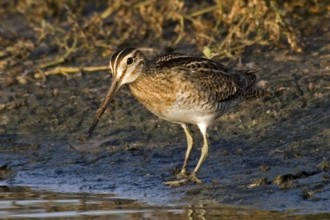 Swinhoe's Snipe (Gallinago megala), Western Australia, Australia