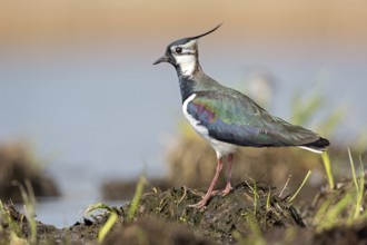 Northern Lapwing (Vanellus vanellus), Saxony-Anhalt, Germany