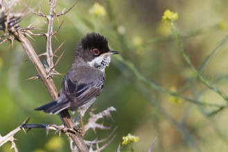 Cyprus Warbler (Sylvia melanothorax) male, Cyprus