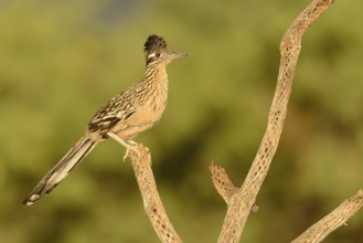 Greater Roadrunner (Geococcyx californianus), Arizona, USA