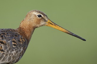 Black-tailed Godwit (Limosa limosa)