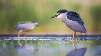 Black-crowned Night Heron (Nycticorax nycticorax) foraging, Hungary
