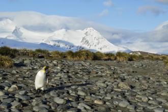 King Penguin (Aptenodytes patagonicus) perched on a rocky beach on South Georgia Island