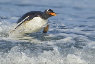 Gentoo Penguin (Pygoscelis papua) returning to land through the waves in the Falkland Islands
