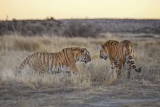 Bengal Tiger (Panthera tigris) two females fighting, captive, Philippolis, South Africa