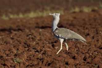 Kori Bustard (Ardeotis kori struthiunculus) male, Oromia, Ethiopia