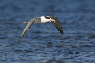 Greater Crested Tern (Thalasseus bergii) flying with fish in beak, Victoria, Australia