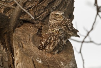 Little Owl (Athene noctua) pair, Rhineland-Palatinate, Germany