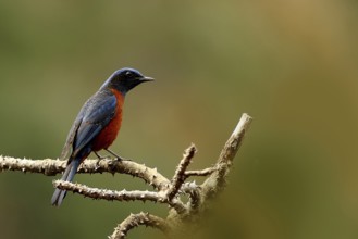Blue-fronted Redstart (Phoenicurus frontalis) male, Uttarakhand, Indien