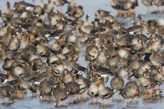 Greater White-fronted Goose (Anser albifrons) huge flock resting in water, North Rhine-Westphalia,