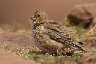Eurasian Crimson-winged Finch (Rhodopechys sanguineus) male, Morocco