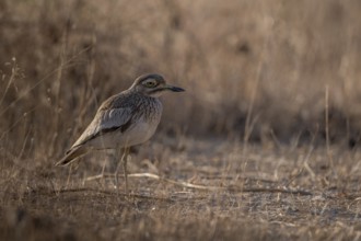Senegal Thick-knee (Burhinus senegalensis), Senegal