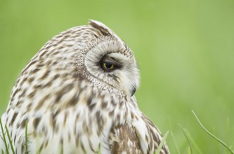 Short-eared Owl (Asio flammeus), Emilia-Romagna, Italy