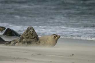 Kegelrobbe (Halichoerus grypus), zwei Tiere liegen übereinander am Strand, Helgoland, Deutschland