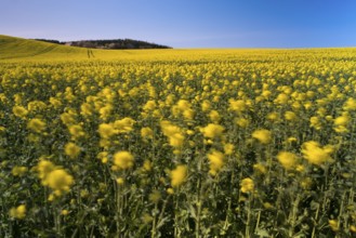 Blooming field of rapeseed (Brassica napus), Ruegen Island, Mecklenburg-Western Pomerania, Germany