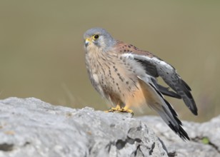 Common Kestrel (Falco tinnunculus) male perched on a rock, Wales, United Kingdom