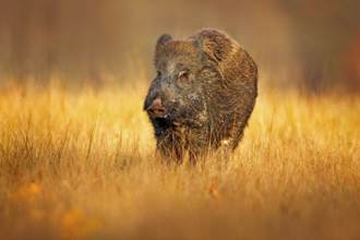 Autumn in the forest. Big Wild boar, Sus scrofa, running in the grass meadow, red autumn forest in
