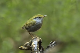Grey-bellied Tesia (Tesia cyaniventer), Bidoup National Park, Vietnam