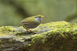 Grey-bellied Tesia (Tesia cyaniventer), Bidoup National Park, Vietnam