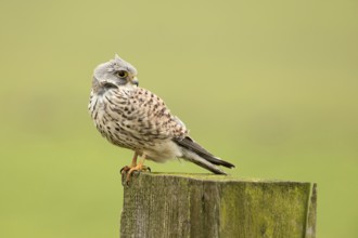 Torenvalk; Common Kestrel; Falco tinnunculus;