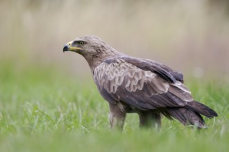 Lesser Spotted Eagle (Clanga pomarina) on grassland, Poland