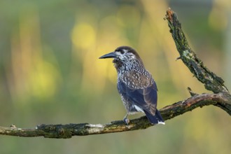 Very tame Spotted Nutcracker wintering in an urban area in Wageningen in the Netherlands